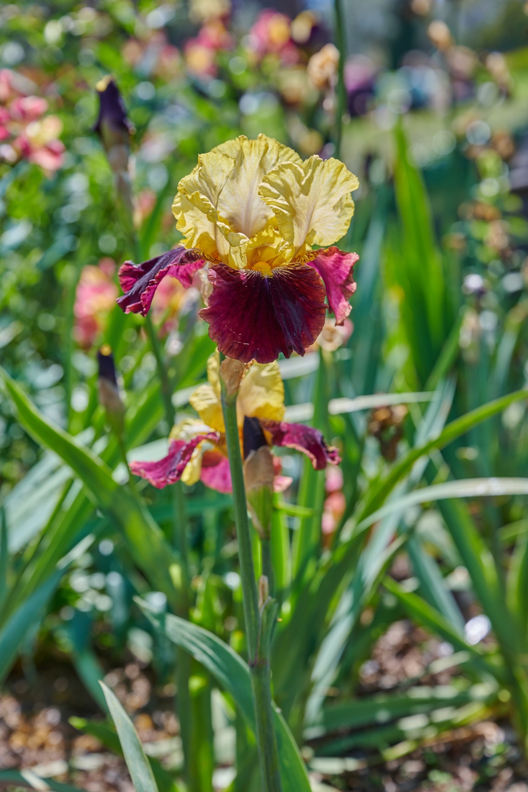 Jardines de Mossèn Cinto Verdaguer