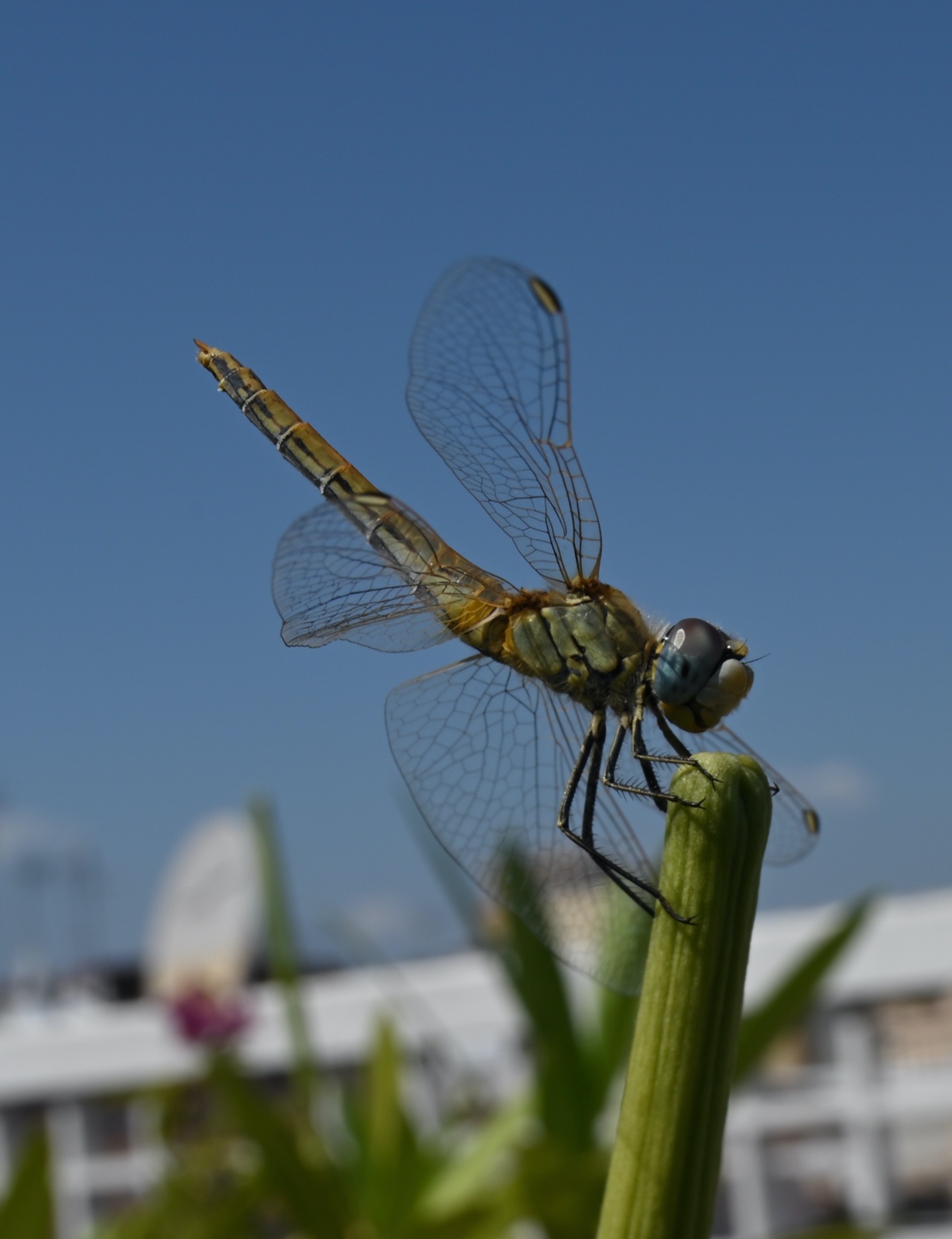 Terrace dragonfly.